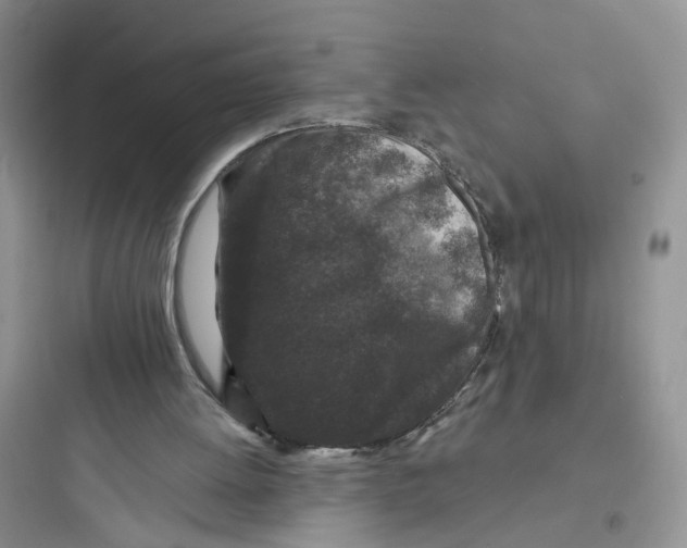 X0000097650052200803211905