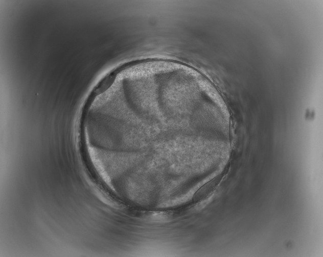 X0000097650056200803211906