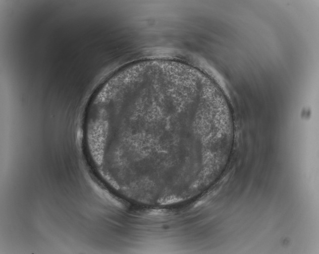 X0000097650059200803211906