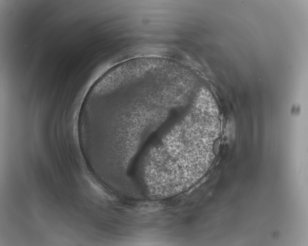 X0000097650099200803211905