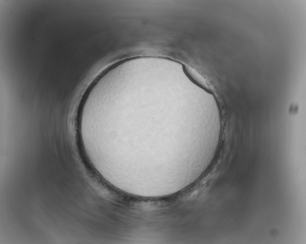 X0000097650103200803211905