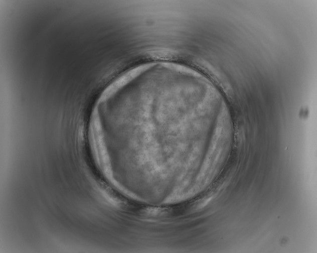 X0000097650117200803211905