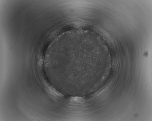 X0000097650137200803211905