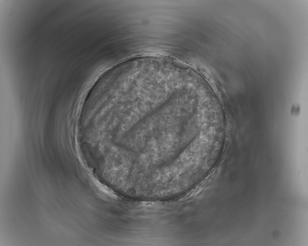 X0000097650145200803211904