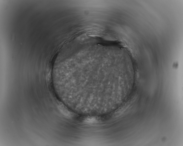 X0000097650177200803211904