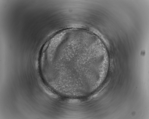 X0000097650203200803211904