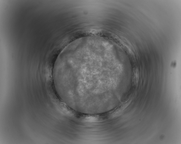 X0000097650236200803211903