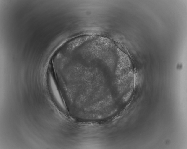 X0000097650243200803211902