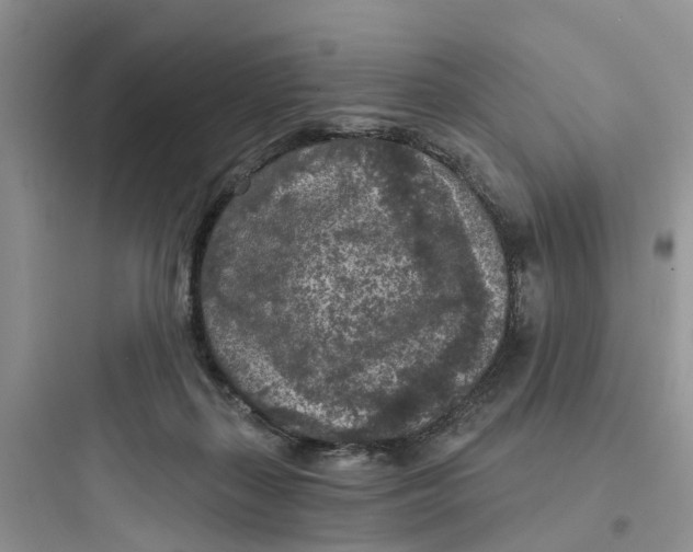 X0000097650267200803211903