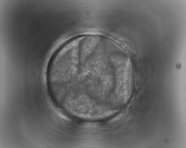 X0000097650296200803211902