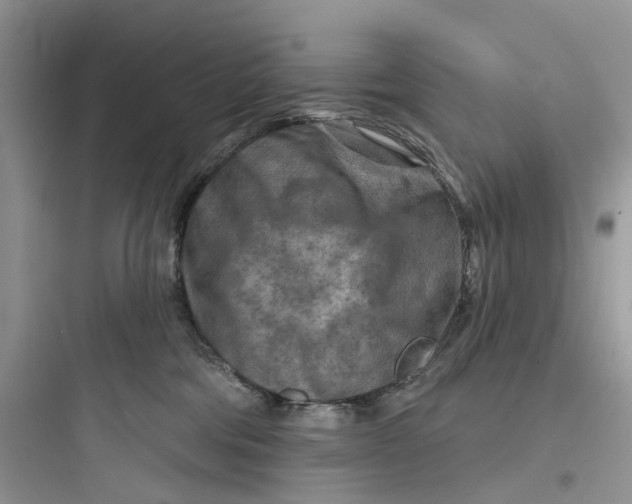 X0000097650330200803211902