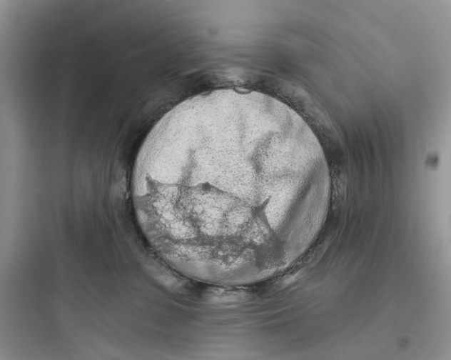 X0000097650331200803211901