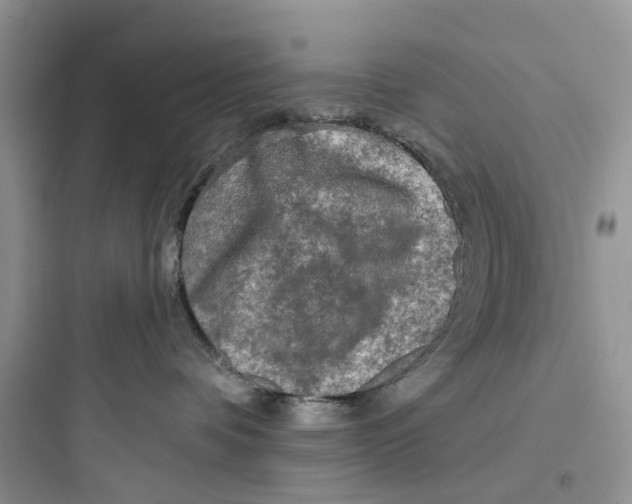 X0000097650336200803211901