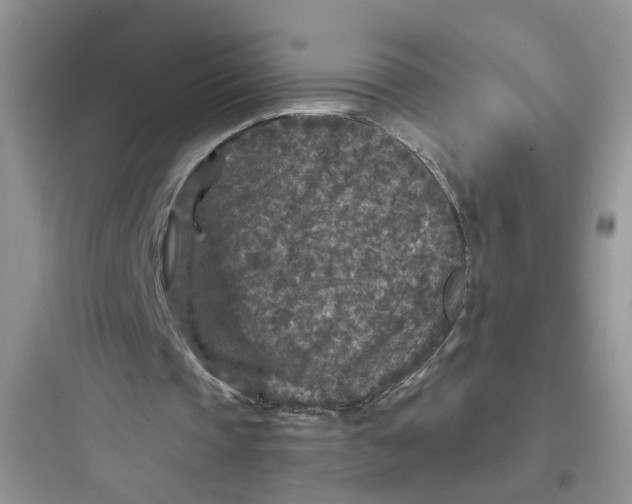 X0000097650337200803211901