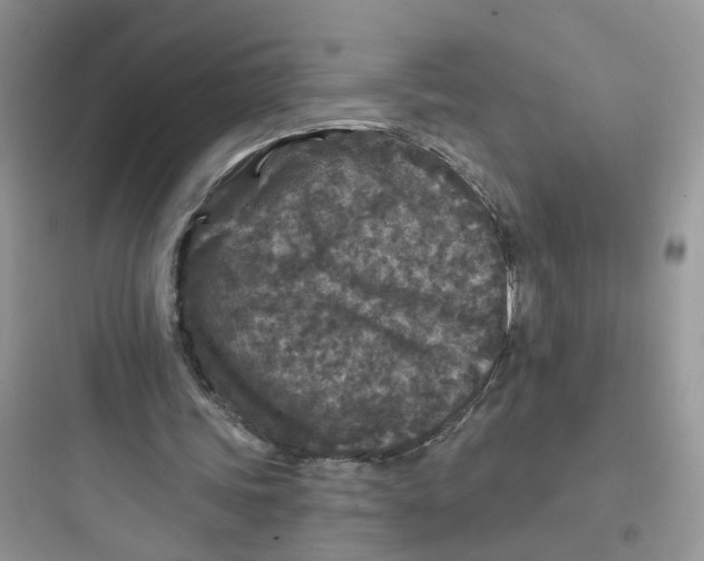 X0000097650339200803211901