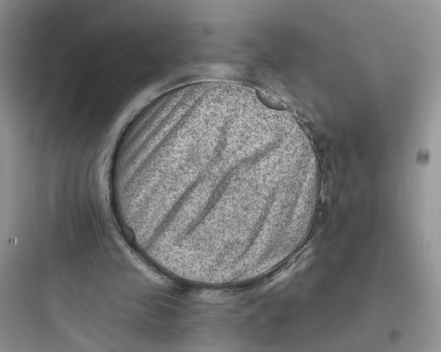 X0000097650341200803211901