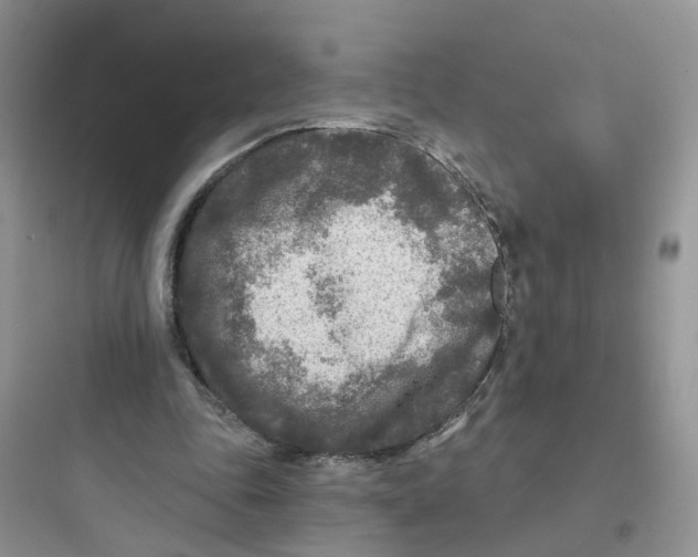 X0000097650343200803211901