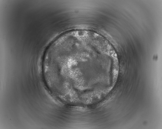 X0000097650347200803211901