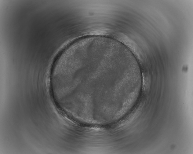 X0000097650348200803211901