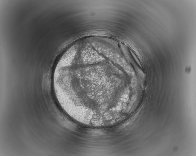 X0000097650349200803211901