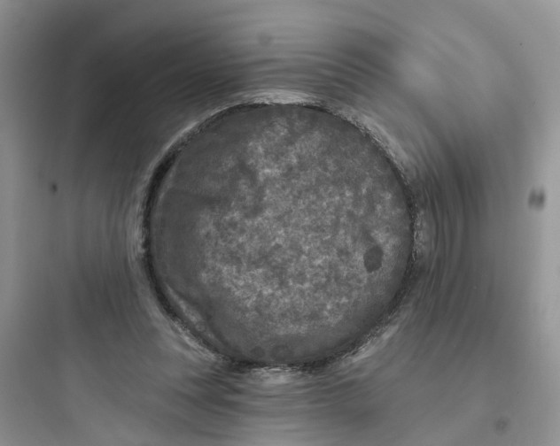 X0000097650351200803211901