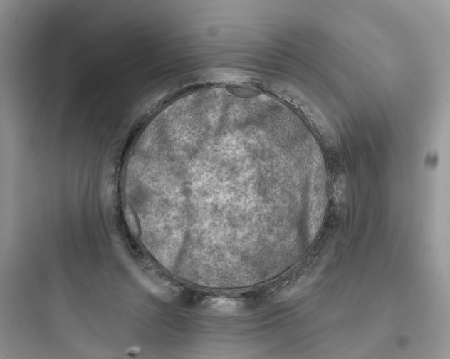 X0000097650352200803211901