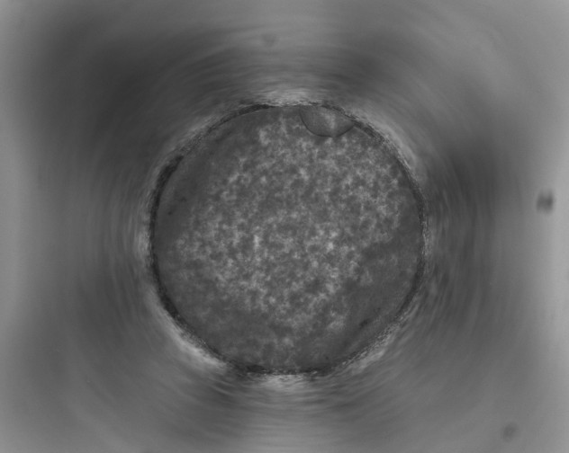 X0000097650353200803211901