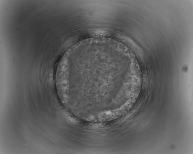 X0000097650377200803211901