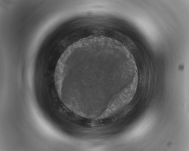 X0000097650383200803211901