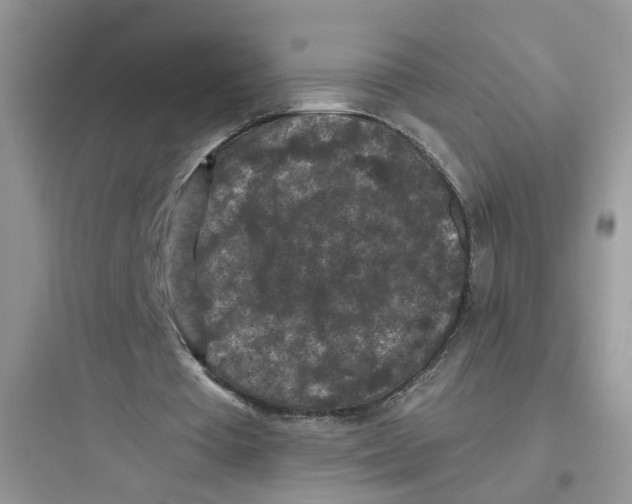 X0000097650385200803211901