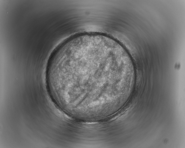 X0000097650391200803211900