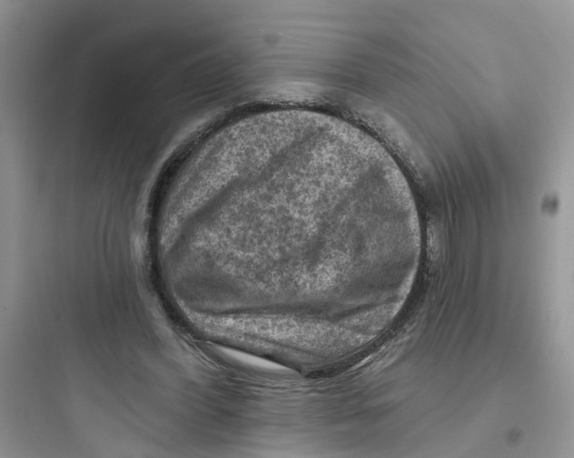 X0000097650396200803211900