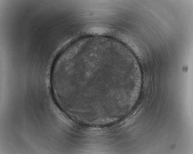 X0000097650399200803211900