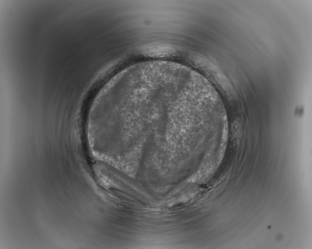 X0000097650400200803211900