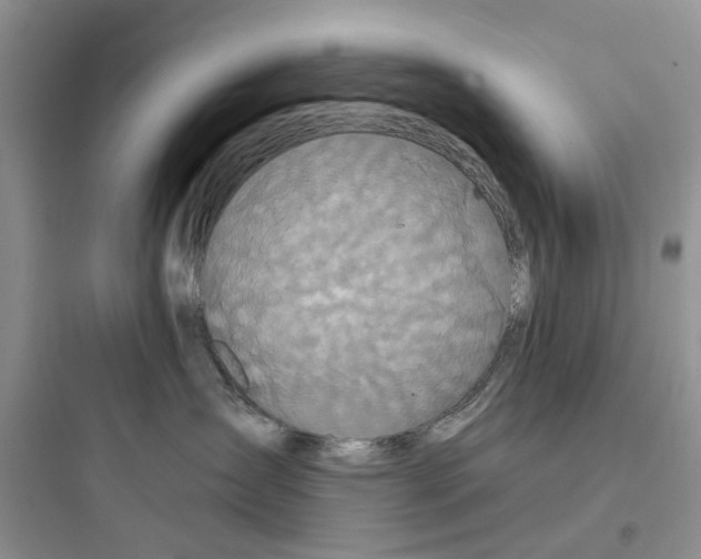 X0000097650431200803211900