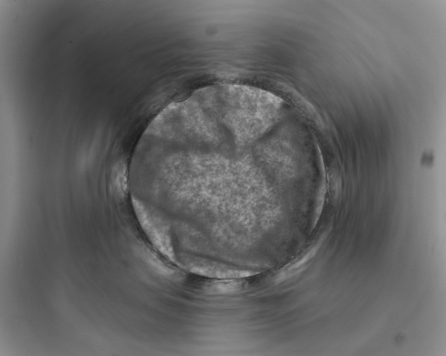 X0000097650479200803211900