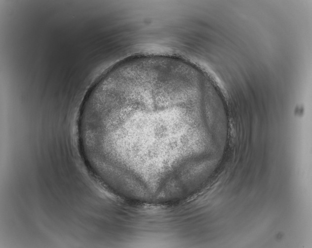 X0000097650487200803211859