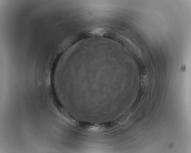 X0000097650504200803211859