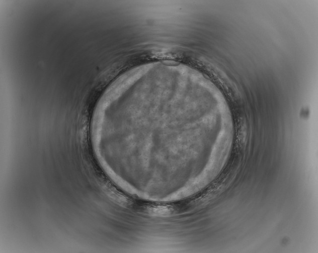 X0000097650513200803211858