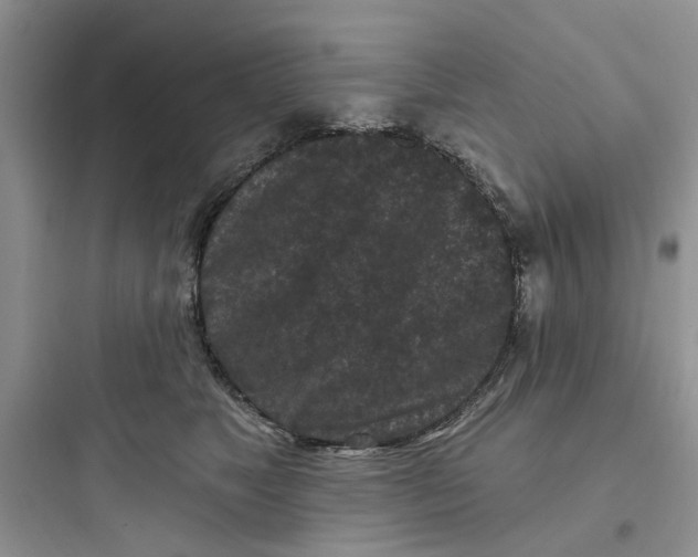 X0000097650517200803211858