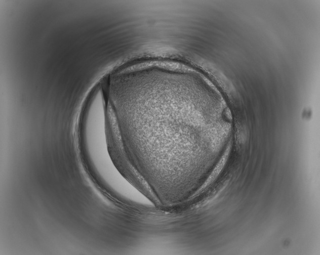 X0000097650630200803211856