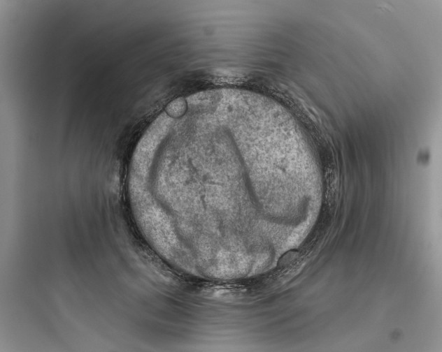 X0000097650655200803211857