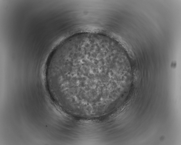 X0000097650679200803211856