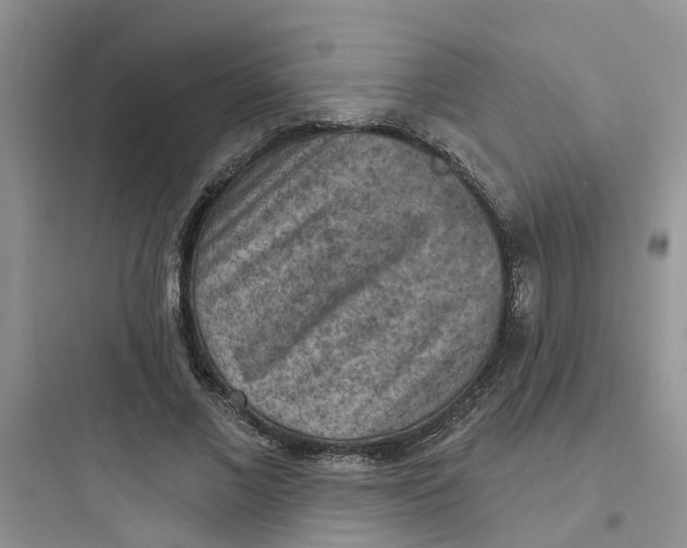 X0000097650685200803211856