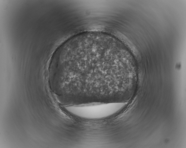 X0000097650721200803211855