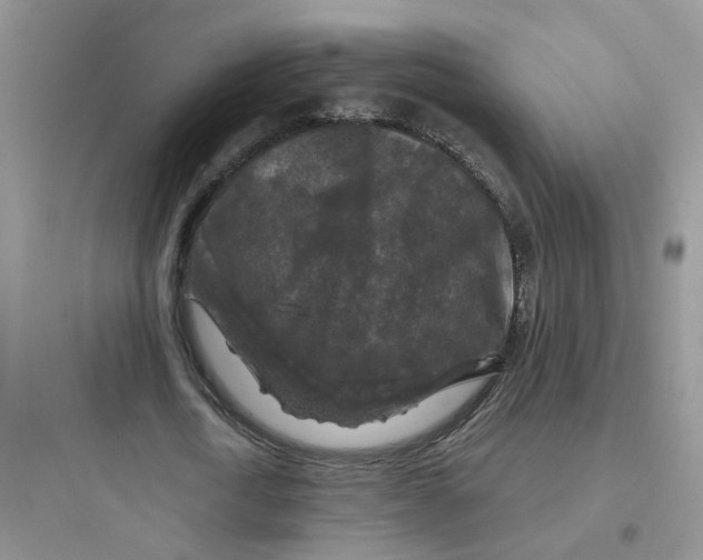 X0000097650722200803211855