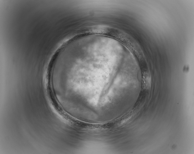 X0000097650726200803211855