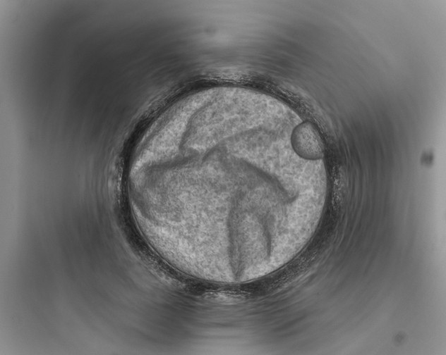 X0000097650739200803211855