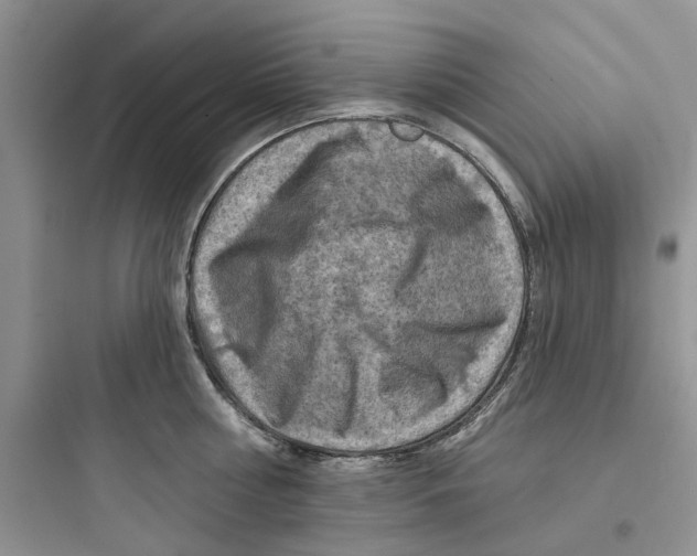 X0000097650810200803211854