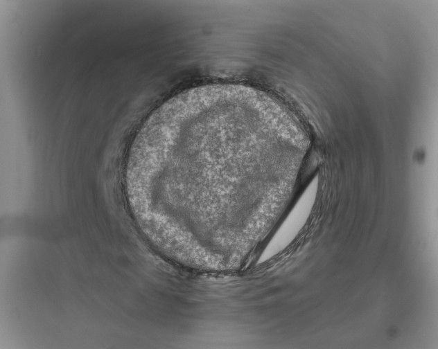 X0000097650817200803211854